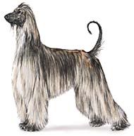 Balto