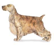 Terrier