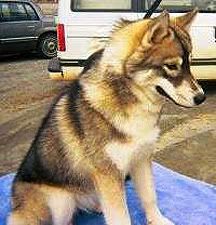 Malamutes