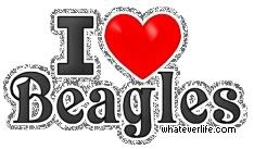beagles.jpg beagles image by irish_babe38