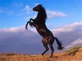 horser.jpg horse image by fearfulwarrior