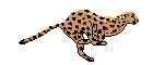 Cheetah-01-june.gif Leopard 2 image by artemis_windsinger