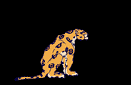 Cheetah-03-june.gif Leopard and Butterfly image by artemis_windsinger