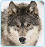 wolf_forum.jpg wolf image by keeli_02