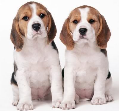 beagles.jpg beagles image by sugar_cone16