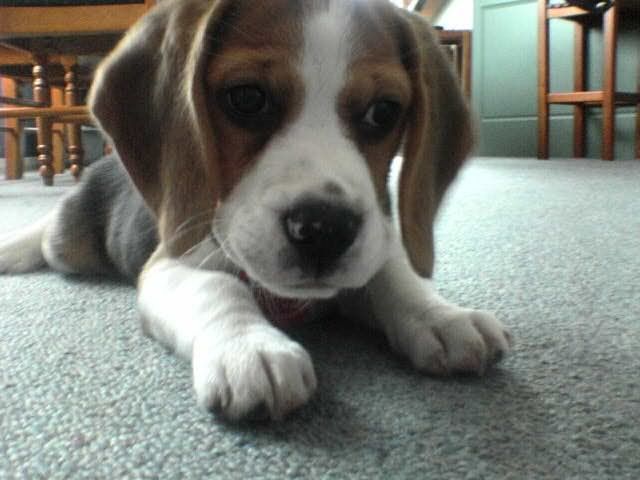dog.jpg image by i_am_hip_and_down_with_it