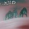 wild-1.jpg wild picture by aza666