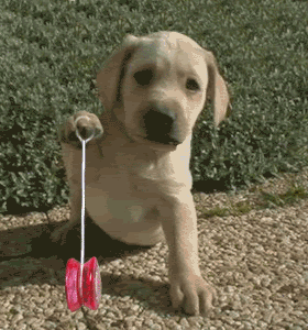 dog.gif dog image by plowman549