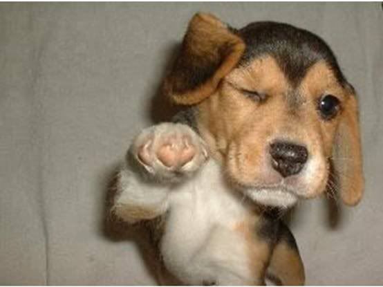 dog.jpg dog image by aprilyoungster