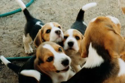 beagles.jpg beagles image by piccplayer08