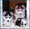 huskie puppys