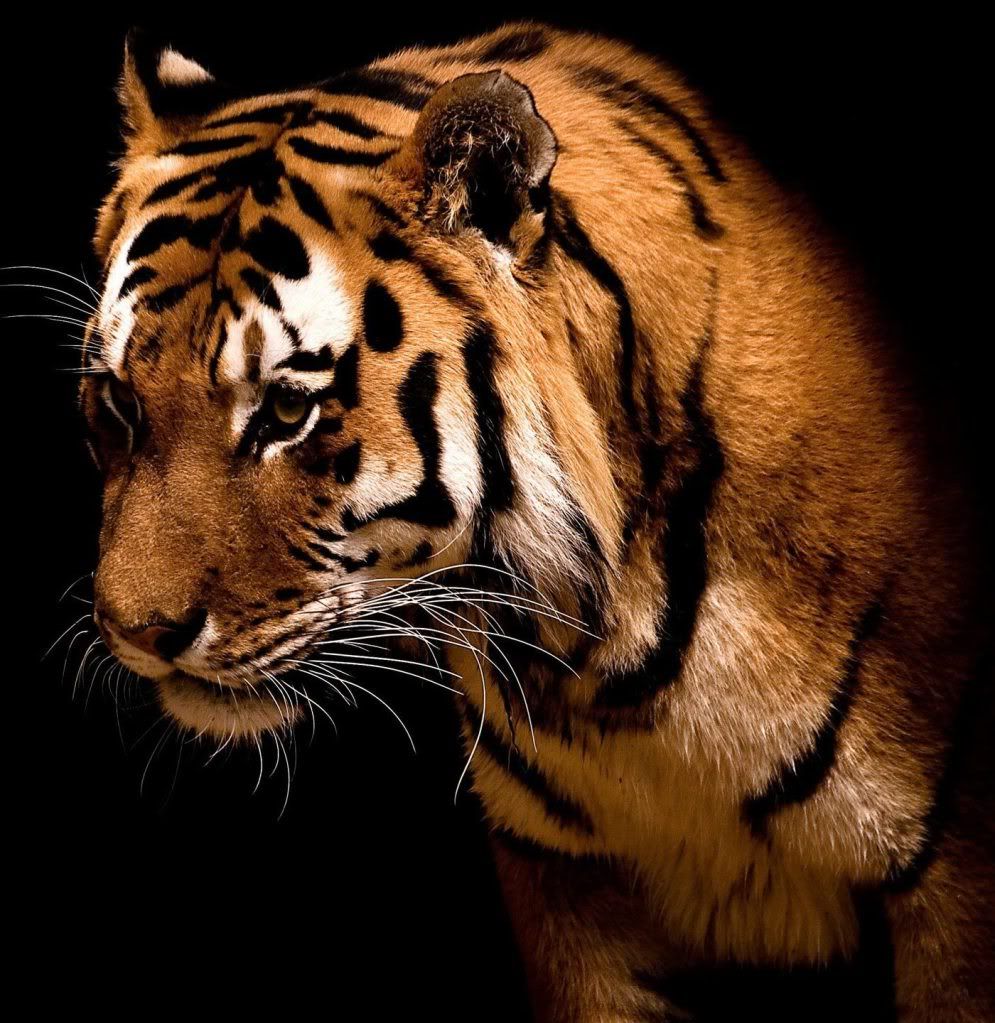tiger1.jpg tiger image by mouli85