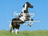 1571-roaring-horses-powerful-animal.jpg Black/White Paint image by horsesrawesome12