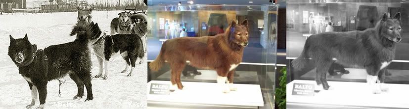 Balto
