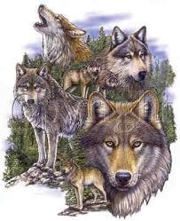http://www.rainbowlv.com/wolf_shirts.htm