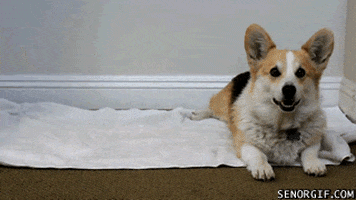 funny dog animated gif