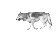  Wolf Animation
