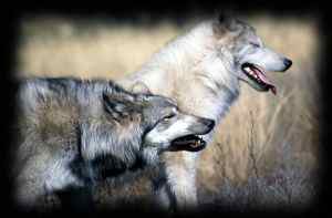 Two wolves