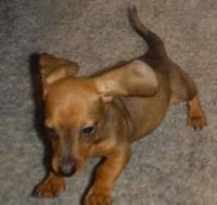 dachshund puppy dogs