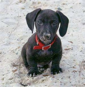 dachshund puppy dogs