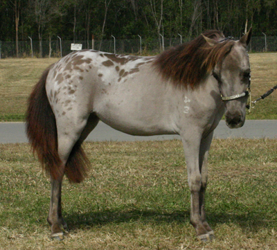 http://www.geocities.ws/larapinta4870/Assets/LarapintaMissFantasyCool1.jpg