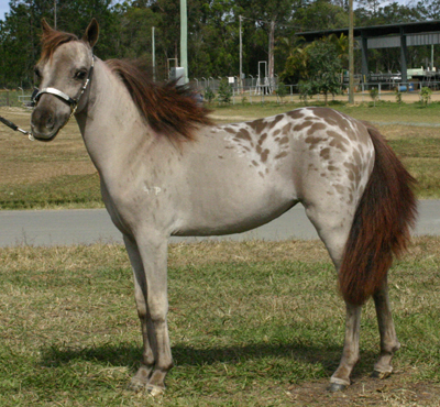 http://www.geocities.ws/larapinta4870/Assets/LarapintaMissFantasyCool2.jpg