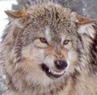 silver wolf-werewolf