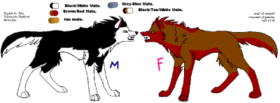 Malamutes W options.png