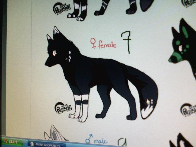 old fox.jpg
