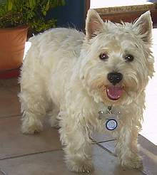 Idefix_westie.JPG