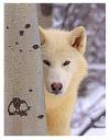 white wolf.jpg