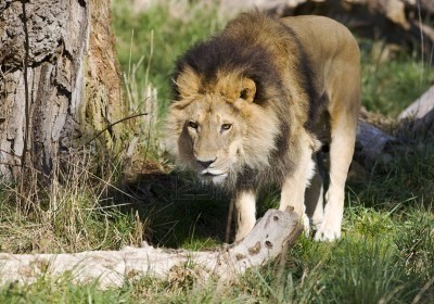 3588769-front-view-of-a-male-african-lion-walking-through-grass-small-log-in-foreground.jpg