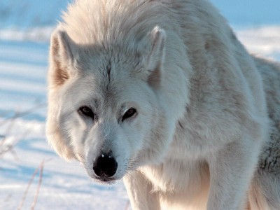 White wolf.jpg