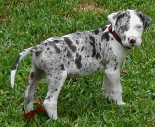 cute wittle pup.jpg
