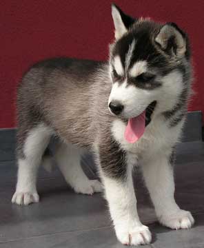 husky_pup.jpg