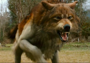 Jacob_Black_Wolf_by_KarLaBlack.jpg