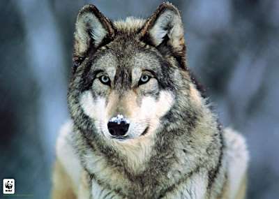 gray_wolf_montana_400x285.jpg