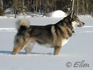 east siberian laika.jpg