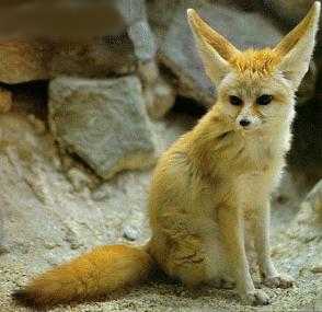 fennec.jpg