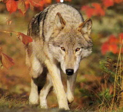 Wolf7.jpg