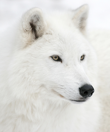 White Wolf.jpg