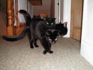 3-headed-cat.jpg
