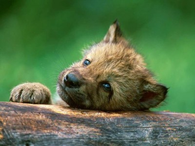 wolf-pup.jpg
