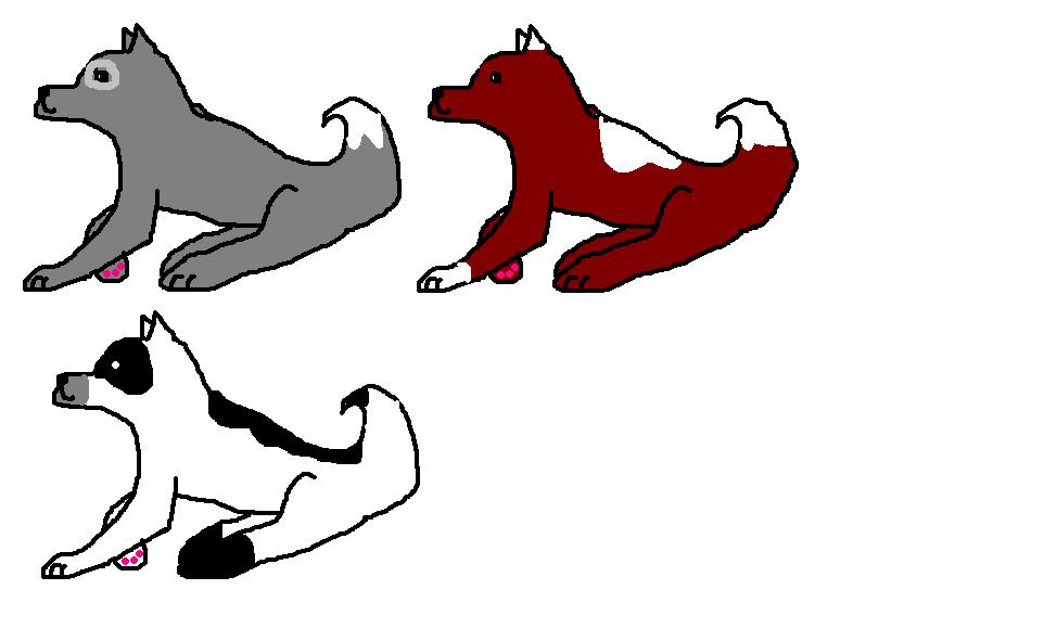 adoption dogs.JPG