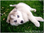 pup.jpg