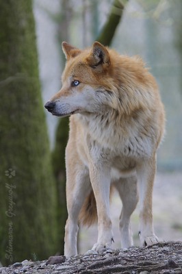 wonderfulwolveswolf.jpg