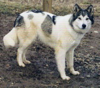 nativedaog-01.jpg