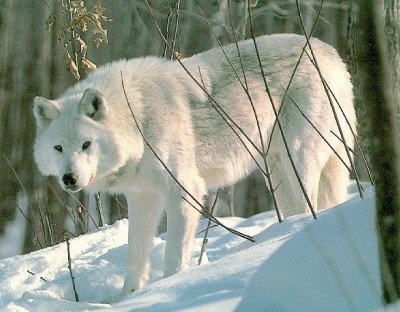 Wolf_White.jpg