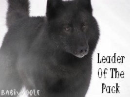 Leader Of The Pack.jpg