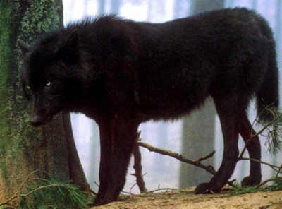 48480_black-wolf-6.jpg